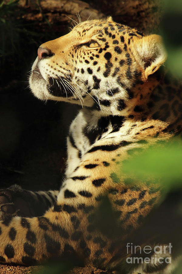 Jaguar Looking Up Photograph by Max Allen