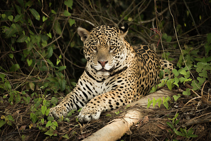 Jaguar lying beside log in leafy undergrowth Photograph by Ndp - Fine ...