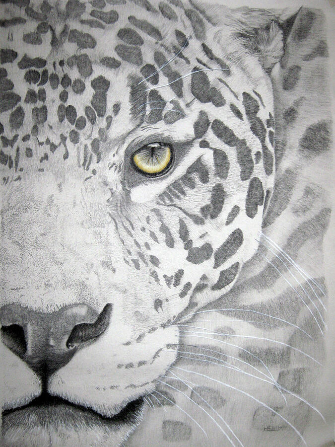 Jaguar Drawing by Mayhem Mediums