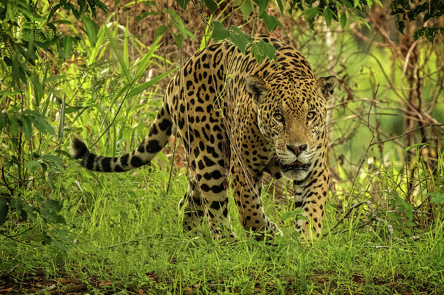 Jaguar Meeting Photograph by Steven Upton