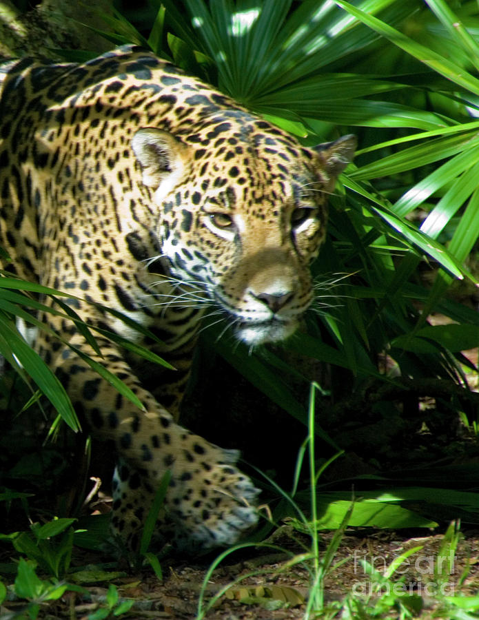 Jaguar Photograph by Michael Barry - Fine Art America