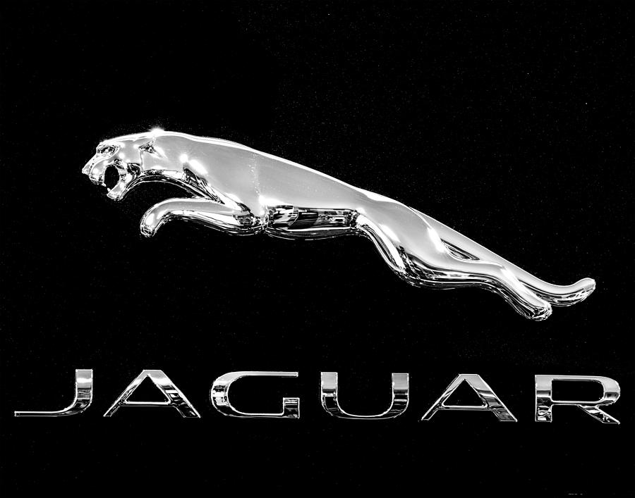 Jaguar Monochrome Photograph by Rospotte Photography - Fine Art America