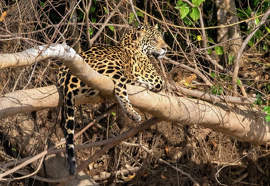 Jaguar in Repose Photograph by Wade Aiken