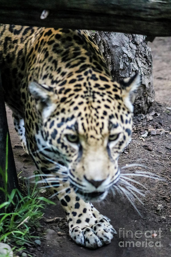 Jaguar On The Prowl Photograph by Suzanne Luft