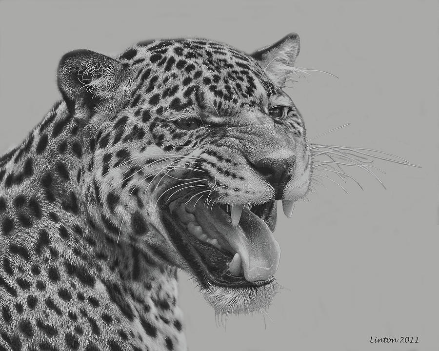 Jaguar Portrait Digital Art by Larry Linton