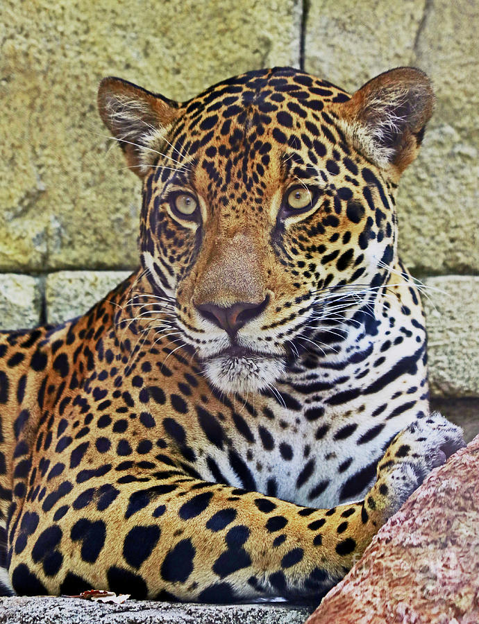 Jaguar Portrait Photograph by Larry Nieland