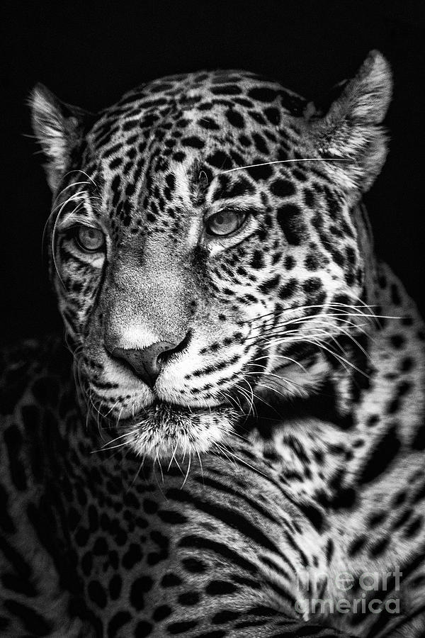Jaguar Portriat Photograph by Sonya Lang