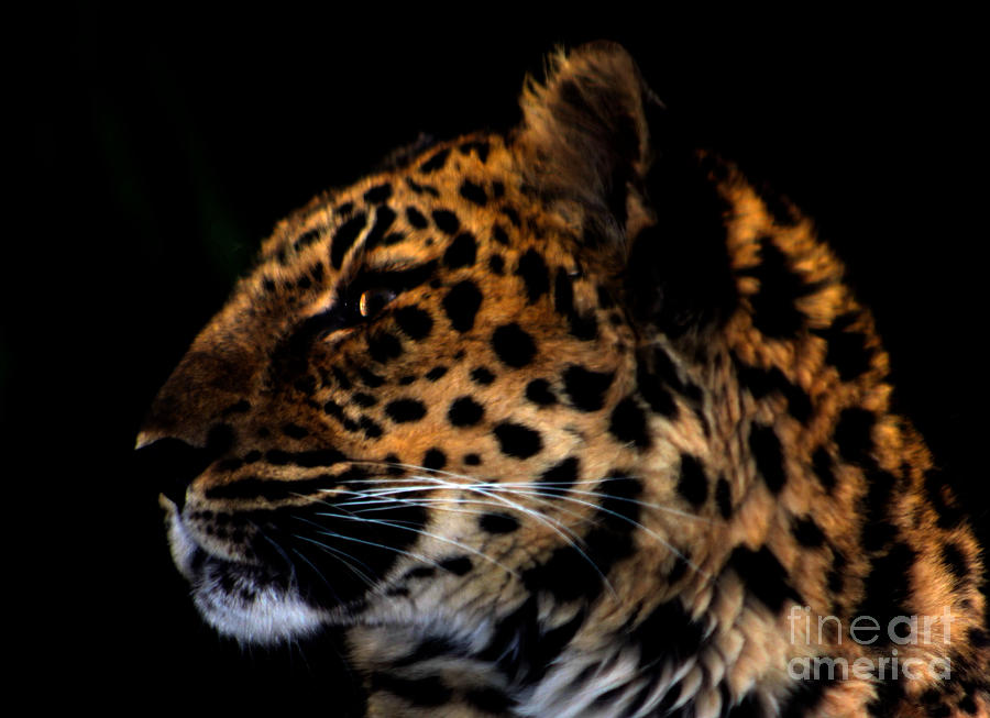 Jaguar Profile Photograph