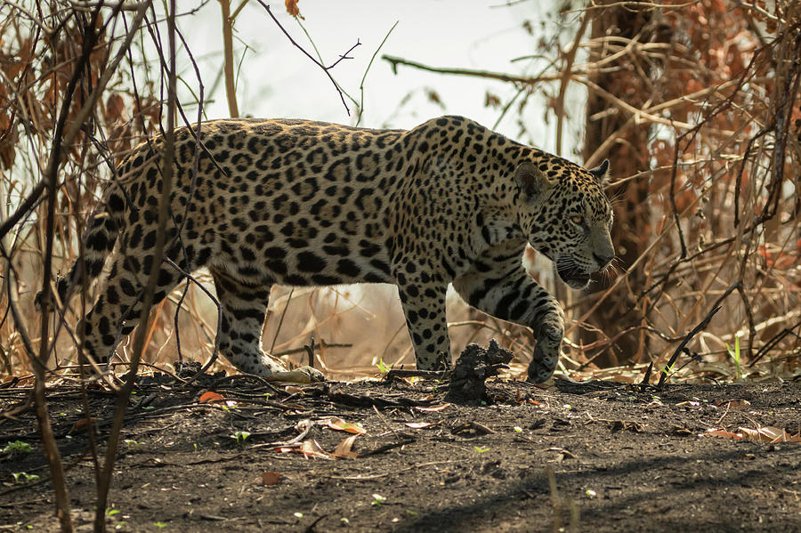 Jaguar prowls the jungle in Brazil Photograph by Steven Upton