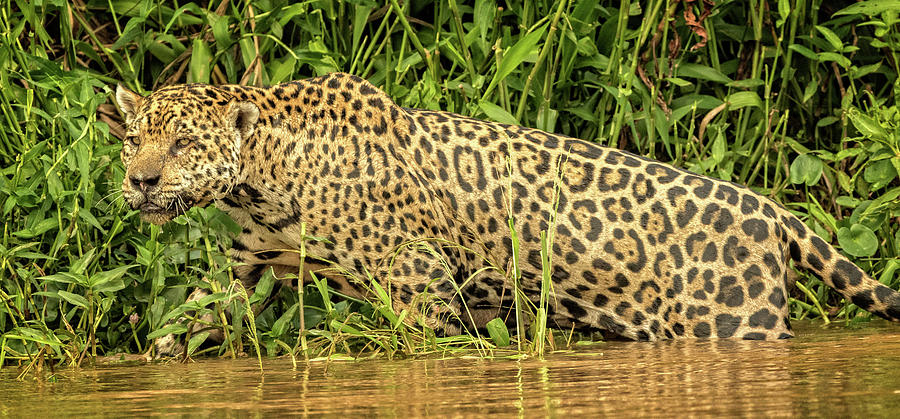 Jaguar prowls the rivers edge Photograph by Steven Upton