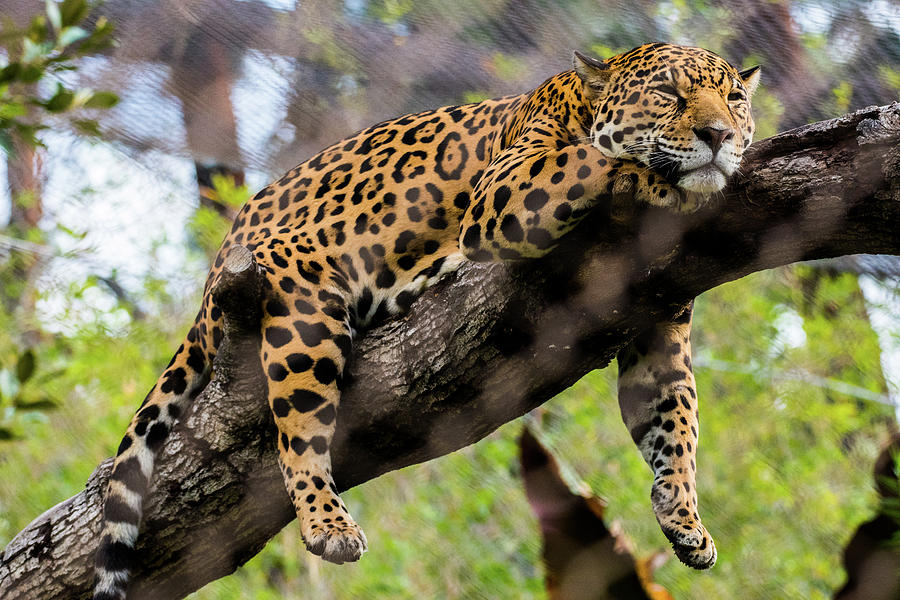 Jaguar Photograph - Jaguar Relaxation by Andrew Lelea