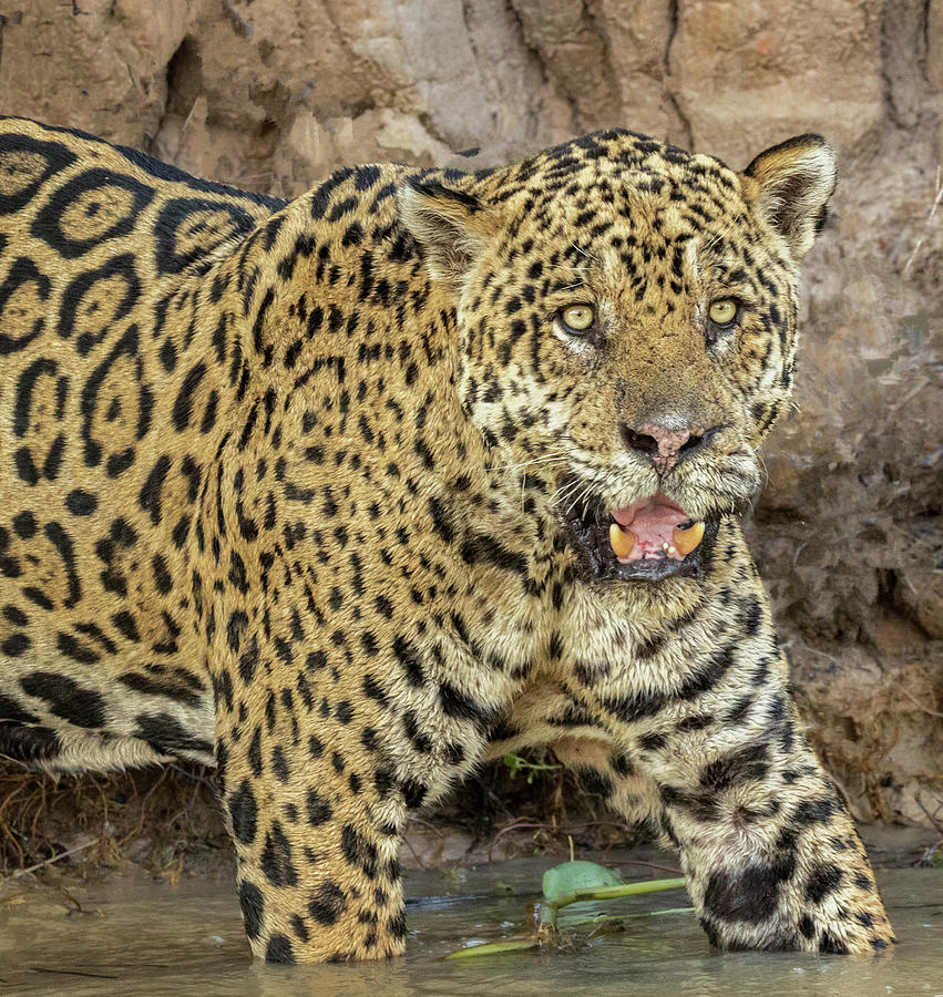 Jaguar River Photograph by Steven Upton