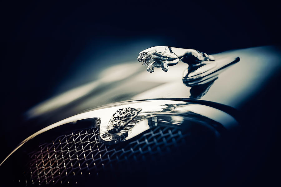 Cat Photograph - Jaguar S type by Darek Szupina Photographer