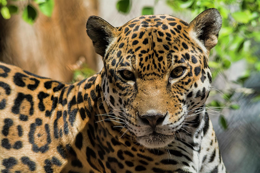 Jaguar  Photograph by Saija Lehtonen