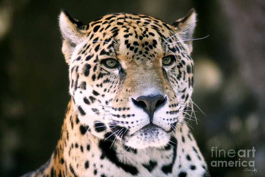 Jaguar Photograph by Scott Pellegrin