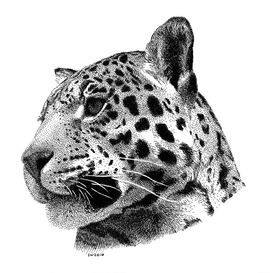 Jaguar Drawing by Scott Woyak
