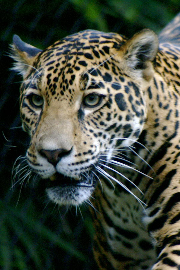 Animal Photograph - Jaguar by Sonja Anderson