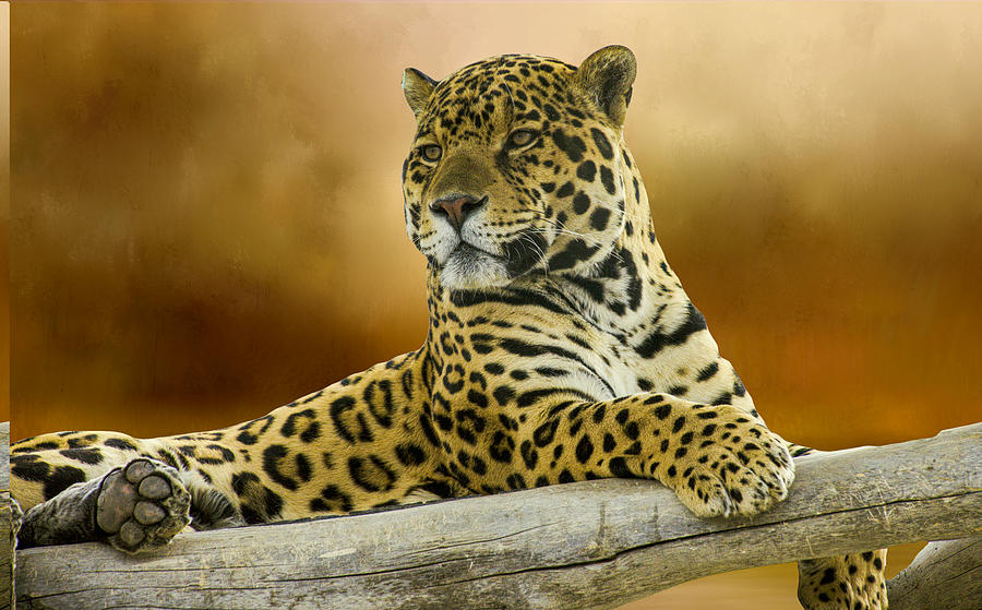 Jaguar Photograph by Steph Gabler