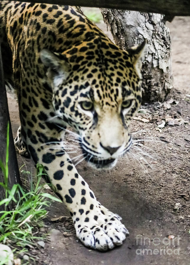 Jaguar Photograph by Suzanne Luft