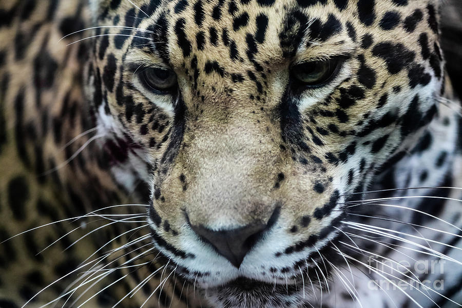 Jaguar Up Close Photograph by Suzanne Luft