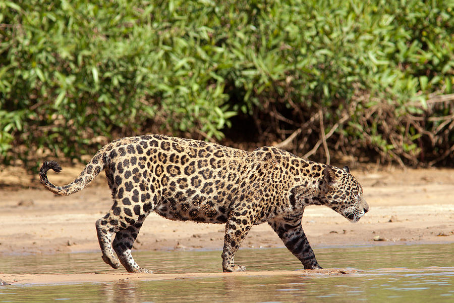 Jaguar Walking On A River Bank Photograph
