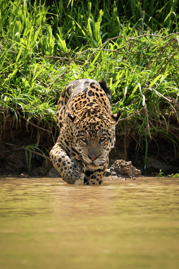 Jaguar walking through muddy shallows towards camera Photograph by Ndp ...