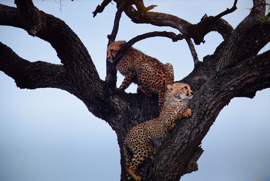 Jaguars Photograph by Deborah Irving - Fine Art America