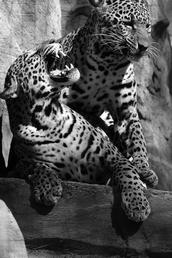 Jaguars - Two Can Play This Game by Jake Danishevsky Jaguars - Two Can Play This Game by Jake Danishevsky