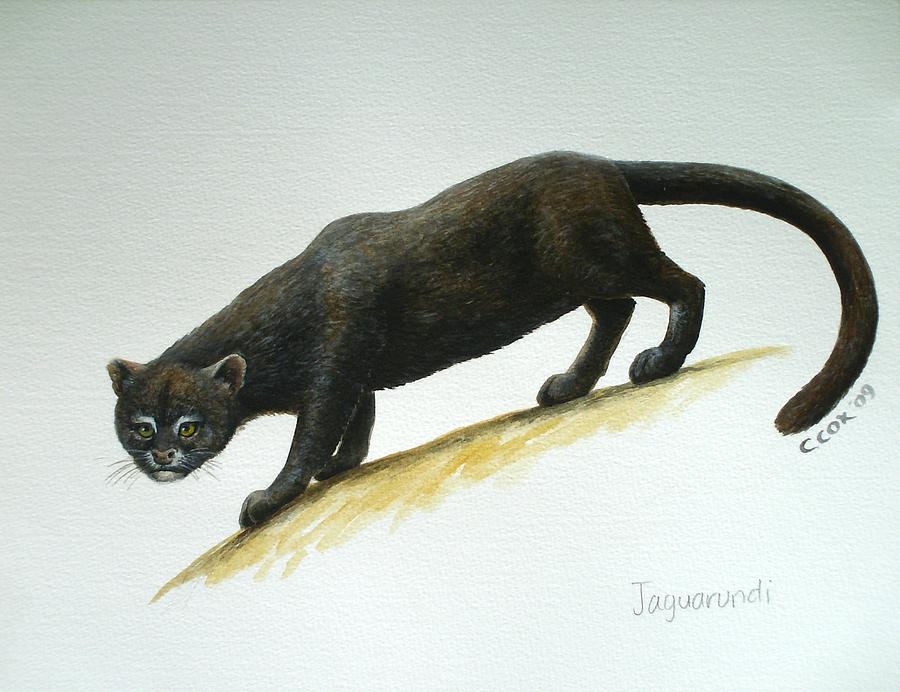 Jaguarundi Painting by Christopher Cox