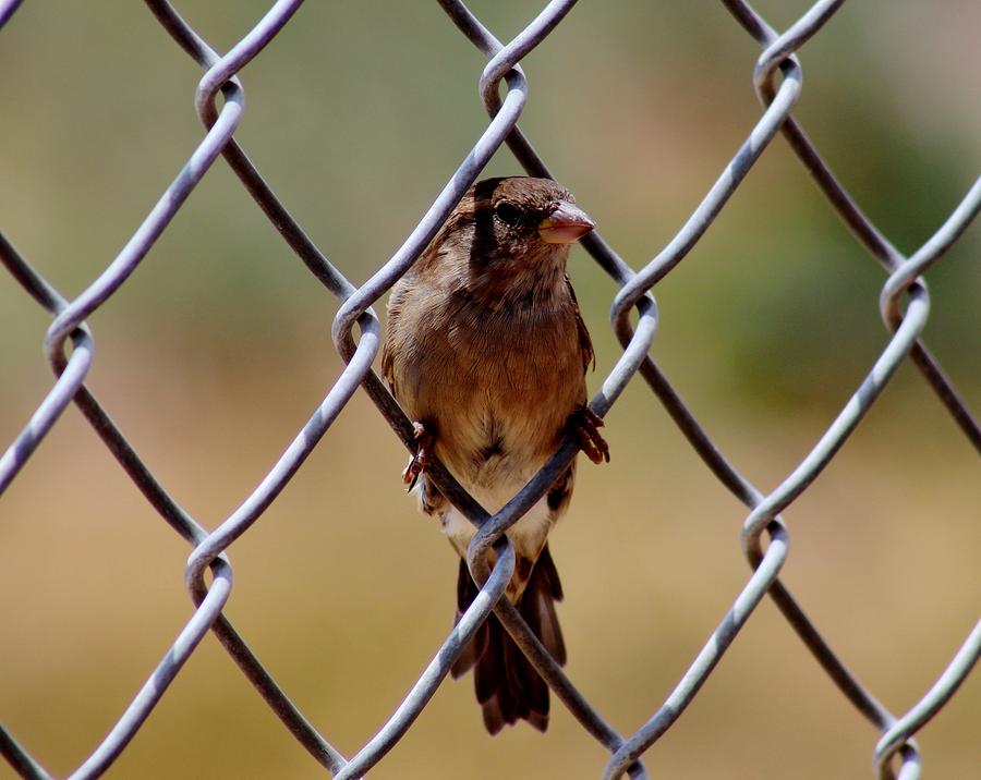 jailbird-hcn1-photograph-by-edward-dobosh-pixels