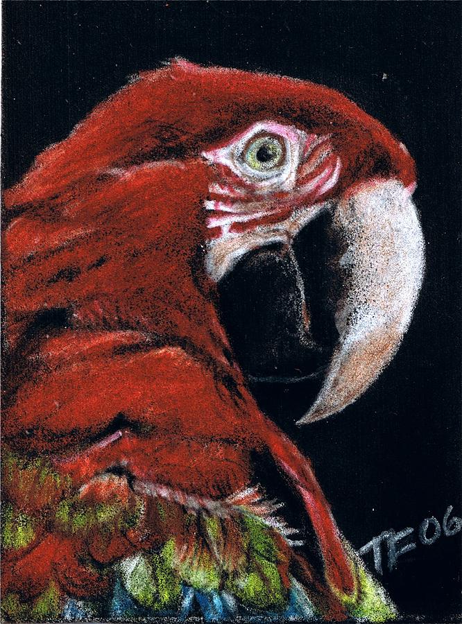 Parrot Drawing - Jake by Terri Kilpatrick