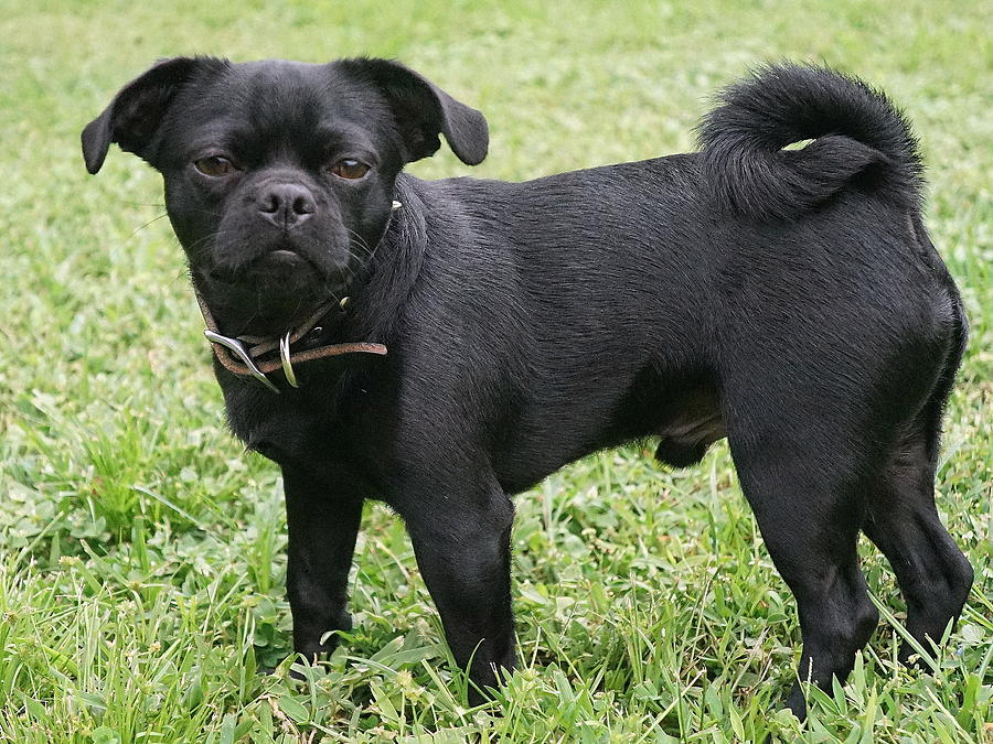 Dog Photograph - Jake the Frug by Laurie Perry