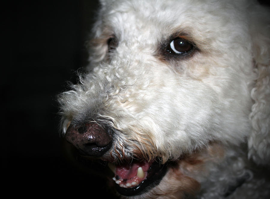 Dog Photograph - Jake Up Close by Cynthia Guinn
