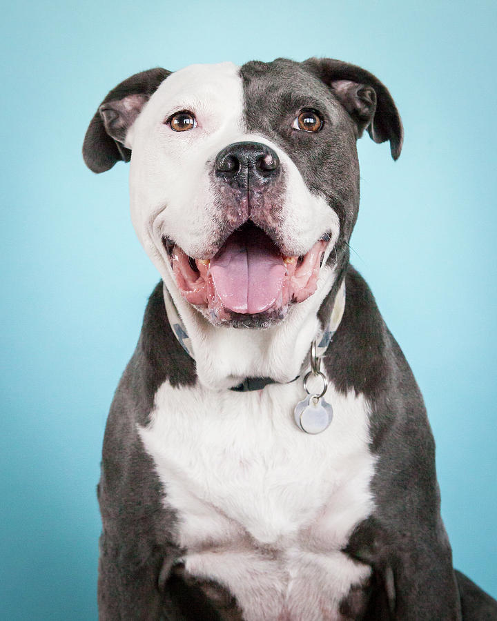 Jake_4243 Photograph by Pit Bull Headshots by Headshots Melrose - Fine ...