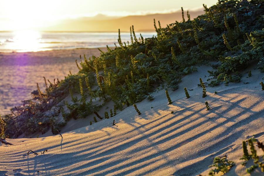Jalama Beach Sand Dunes Photograph by Kyle Hanson