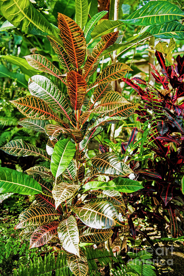 Jamaica Garden Croton Photograph by David Oppenheimer