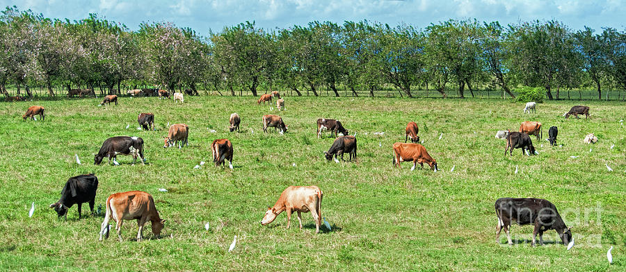 Jamaica Hope Cows Photograph by David Oppenheimer