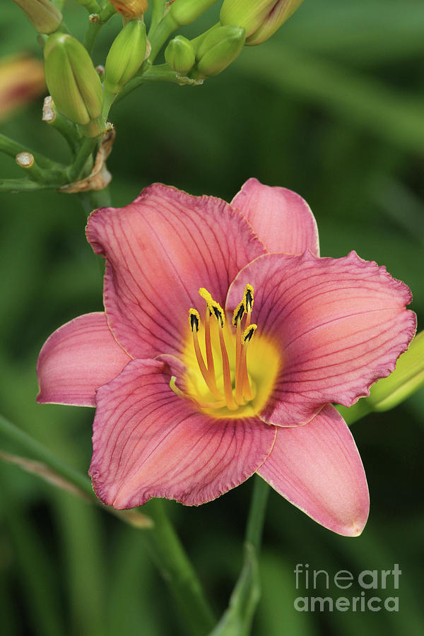 Jamaica Sunrise Daylily Photograph by Judy Whitton