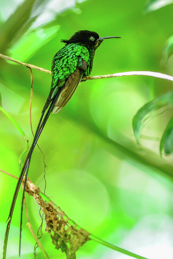 Jamaican Doctorbird Photograph by Morris Finkelstein