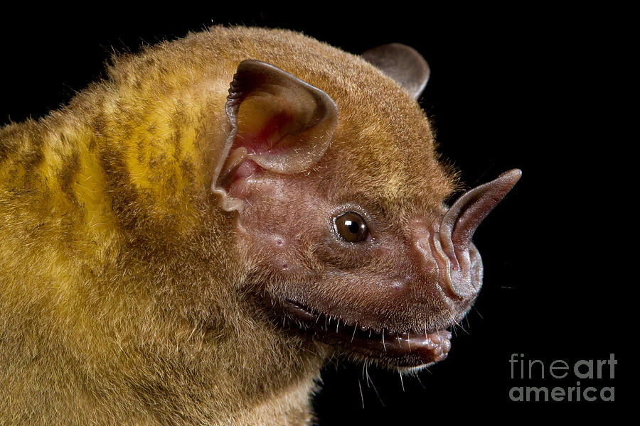 Jamaican Fruit-eating Bat Photograph by B.G. Thomson