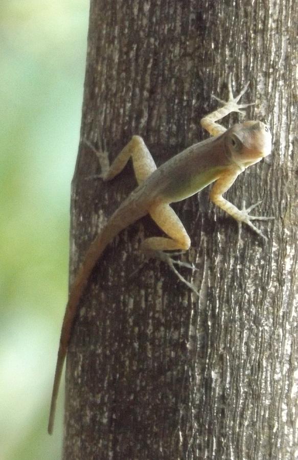 Jamaican Nat Geo Lizard Photograph by Jennifer Bowring - Fine Art America