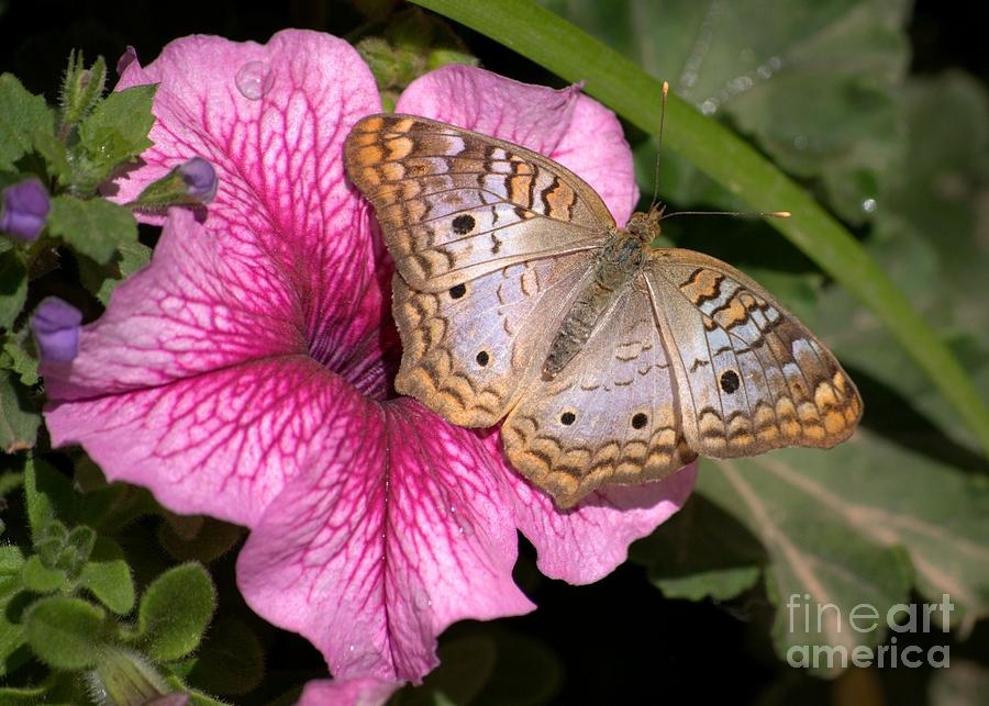 Jamaican White Peacock Butterfly Photograph by K D Graves