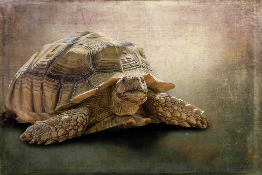 Jamal the Tortoise Photograph by Angela Stanton