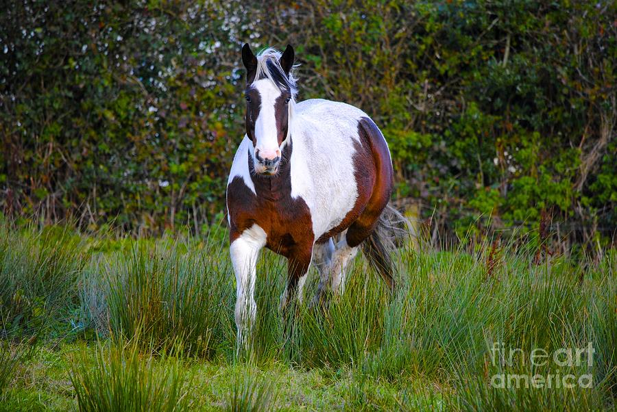 Horse Photograph - James by Kimberly McDonell