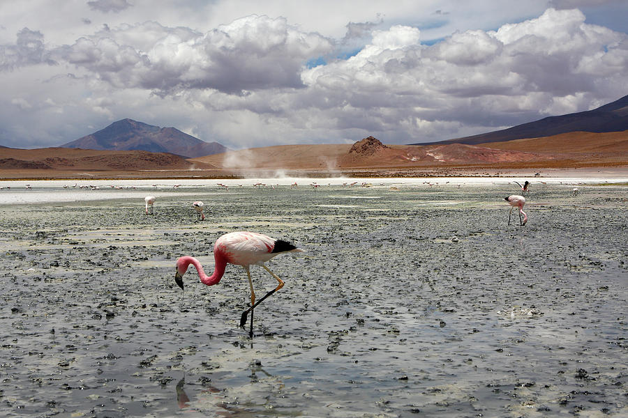 Jamess Flamingo Photograph by Aidan Moran