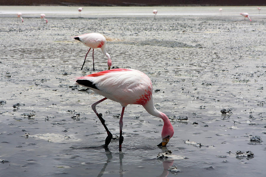 Jamess Flamingo, Bolivia Photograph by Aidan Moran