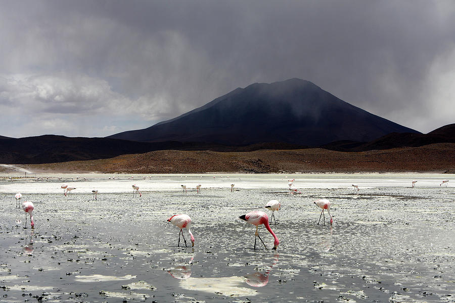 Flamingos On A Salt Lake, Bolivia Photograph by Aidan Moran