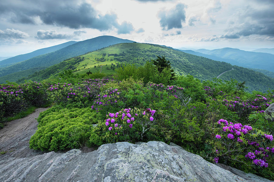 Jane Bald in Spring Photograph by Sallie Woodring | Fine Art America