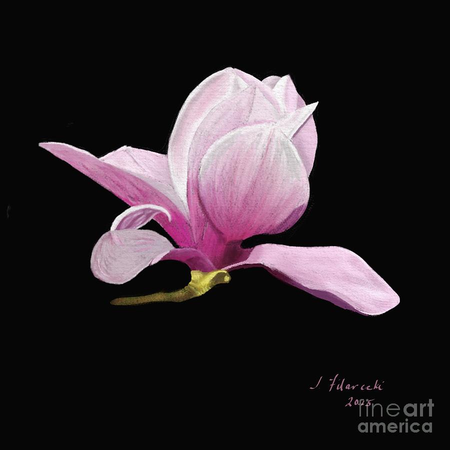 Japanese Magnolia Painting - Japanese Magnolia Floral by Judy Filarecki Japanese Magnolia Painting - Japanese Magnolia Floral by Judy Filarecki