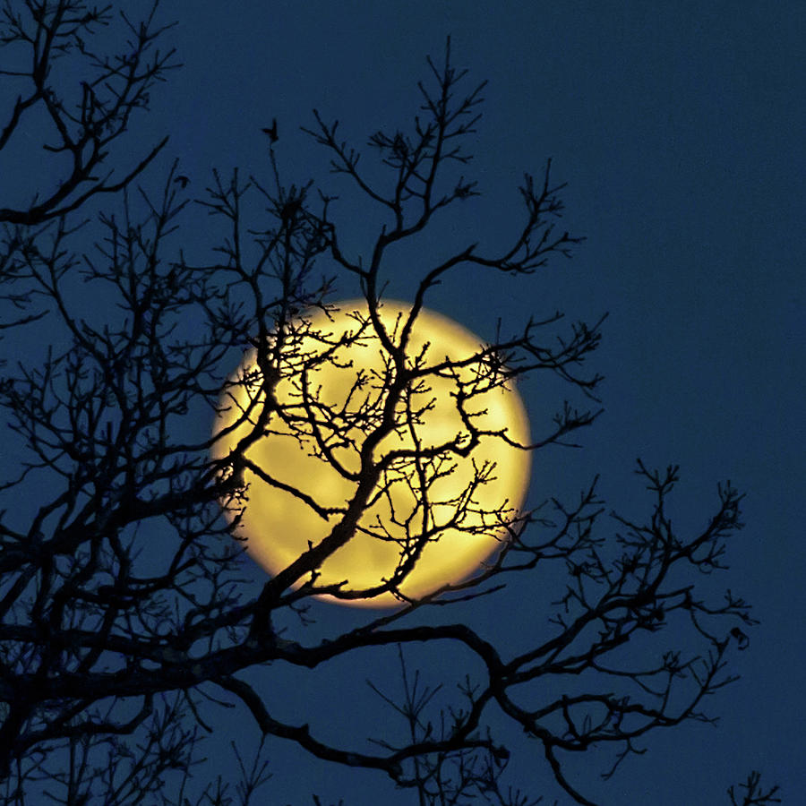 Janets Moon Photograph by Lara Ellis